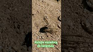 😱 AVISPA CAZADORA DE tarántula schorts [upl. by Anon]