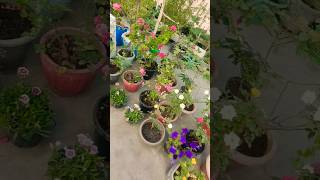 Evening view saturday 🌹❤️flowers nature youtubeshorts hindisong viralvideo [upl. by Etaner]