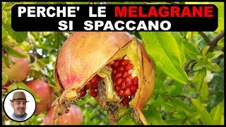 Perchè le melagrane si spaccano Ecco quali sono le cause [upl. by Notfilc378]