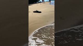 Hawaiian monk seal milliondollarbaby hawaii kauai sealife [upl. by Morse]