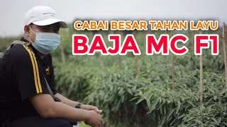 Sukses Tanam Cabai Besar Musim Hujan🌶🌶  Review Lengkap Varietas BAJA MC F1 [upl. by Atinuj]