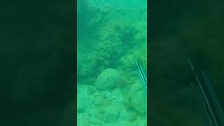 KO Spearfishing a Parrot Fish LIKE AND SUBSCRIBE ❤️ [upl. by Colston]