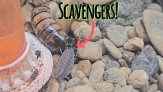 I added SCAVENGERS into my Ant Colonys Hunting Grounds [upl. by Carrie]