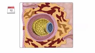 General Embryology  Detailed Animation On Second Week Of Development [upl. by Paton]