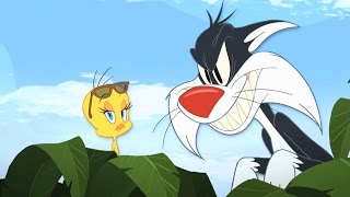 Tweety amp Sylvester  quotYellow Birdquot Song HD [upl. by Rayford]