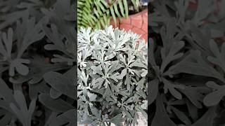 Silver Artemisia  repotting and grow care tips ₹shorts [upl. by Artenra79]