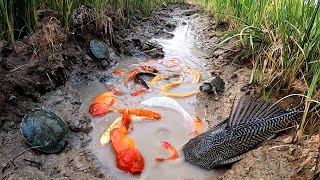 Unbelievable Fishing At Rice Fields Turtle Koi Blood Parrot Giant Oranda Goldfish Suckermouth Betta [upl. by Ayiram]