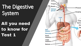 Overview of a digestive process of CHOPROFAT Amylase Protease Lipase CCK Secretin Gastrin [upl. by Anyotal]