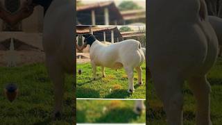 qurbani ka Tarikaislamicvideo hindi quran viral shortsvideo [upl. by Halbert]