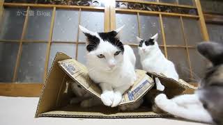 Why Cats Love Boxes Hilarious Moments with Our Feline Friends [upl. by Otrebogir]