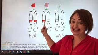 175 Codominance and Multiple Alleles [upl. by Annovoj]