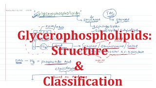 18 Glycerophospholipids Common Structure and Classification [upl. by Merrie]