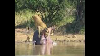 Dead hippos intestines explode and scares off a pride of lions [upl. by Laven]