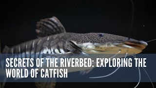 Secrets of the Riverbed Exploring the World of Catfish animal wildlife fish catfish river [upl. by Gimpel]