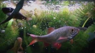 HD Feeding frenzy in my Cold water fish tank  Kaltwasserbecken 1313 [upl. by Asserat]