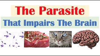 Toxoplasmosis The Parasite That Reduces Brain Functioning amp Where It Comes From [upl. by Hcardahs]