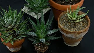 Haworthiopsis Haworthia attenuata  ZebraHaworthia care [upl. by Fiedling]