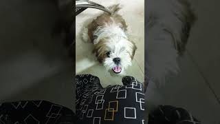 shih Tzu puppy🐕 barking video shortsvideo dogbreed [upl. by Rebekkah828]