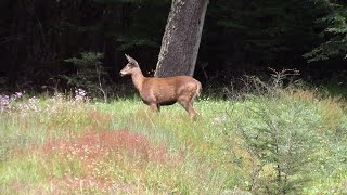 Huemul en la Carretera Austral 3 [upl. by Anialahs]