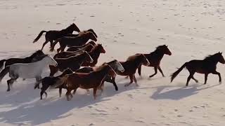 The Mesmerizing Sound of Hoofbeats A Journey with Horses [upl. by Sucramat]