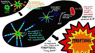 Inflammasome and NLRP3 [upl. by Eiggep20]