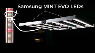 Mammoth Samsung MINT EVO LED grow light test and review [upl. by Akilat]