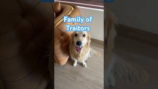 Family of traitors goldenretrieverfun retrieverpuppies dogshorts [upl. by Flossie238]