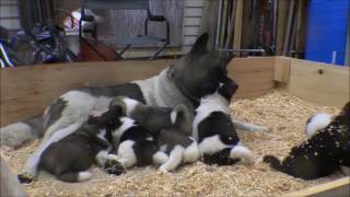 Akita puppies 26 days old [upl. by Ortensia]