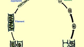 life cycle of spirogyra Explain about life cycle spirogyra [upl. by Yaf]