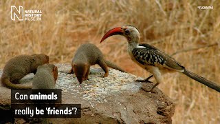 The mutualistic relationship of the dwarf mongoose and hornbill  Natural History Museum [upl. by Ahsieket]