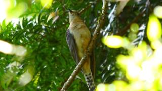 Fantailed Cuckoo Cacomantis flabelliformis flabelliformis  Fächerschwanzkuckuck [upl. by Edijabab]