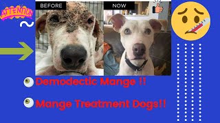 Demodectic mange  Mange treatment dogs  Dog mange treatment [upl. by Bartram]