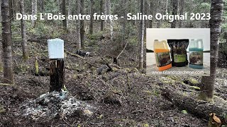 Saline Orignal 2023  Dans lbois entre frères [upl. by Fricke896]