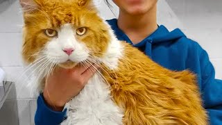 Giant Cat Was Abandoned At The Shelter Hours Later The UNTHINKABLE Happens [upl. by Gudrin]