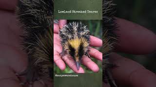 Lowland Streaked Tenrec [upl. by Santini]