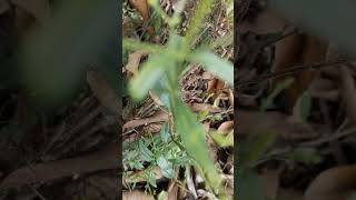 shortvideo kalmegh gardening plants youtubeshorts [upl. by Farly]