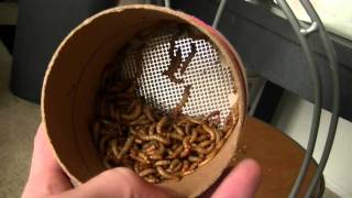 Fluker Farm Insect Review [upl. by Ladnik]