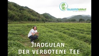 Tausendkraut Jiaogulan Farm [upl. by Onfre]