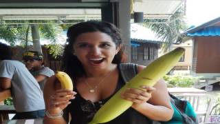 huge bananas in the world [upl. by Aillimac]