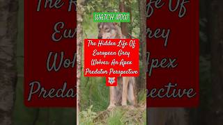 The Hidden Life Of European Grey Wolves An Apex Predator Perspective 🐺 europe wolves education [upl. by Orecic115]