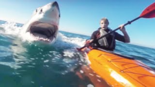 If Youre Scared of Sharks Dont Watch This Video [upl. by Ivah]