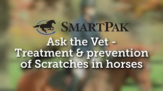 Ask the Vet  Treatment and prevention of Scratches in horses [upl. by Yusem715]