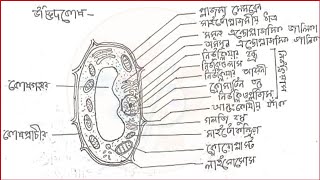 উদ্ভিদ কোষ আঁকা  how to draw plant cell diagram easily  udvid kosh drawing  science project [upl. by Ahsercel]