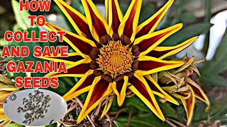 How to collect and save Gazania flower seeds for next season [upl. by Lorenzo]