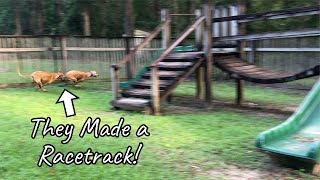 Greyhounds Running Around a Playground [upl. by Tuddor]