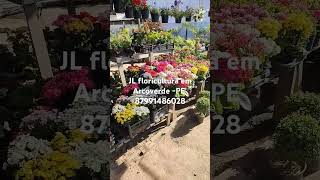 JL floricultura em Arcoverde PE muitas variedades em plantas [upl. by Damle24]