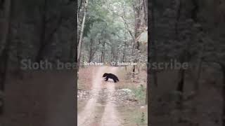 Sloth bear 🦥🐨 evening safari teliya zone PENCH National park [upl. by Nnaeoj167]