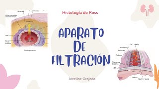 Aparato de filtración renal  Histología del Aparato Urinario [upl. by Adiuqal925]