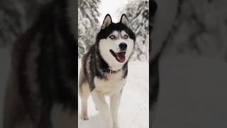 misunderstanding of siberian husky siberianhusky dog siberianhuskystory dogstory animal [upl. by Anilad991]