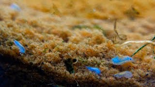 BLUE Gammarus  Developing a new ornamental strain for freshwater aquariums ⁴ᵏ ᵁˡᵗʳᵃ ᴴᴰ [upl. by Langston998]